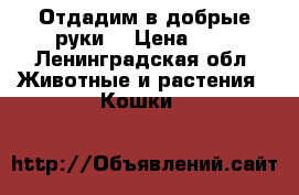 Отдадим в добрые руки) › Цена ­ 1 - Ленинградская обл. Животные и растения » Кошки   